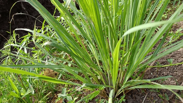Citronnelle — Lemon grass / Herbe citron